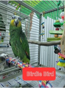 parrotlet for sale florida