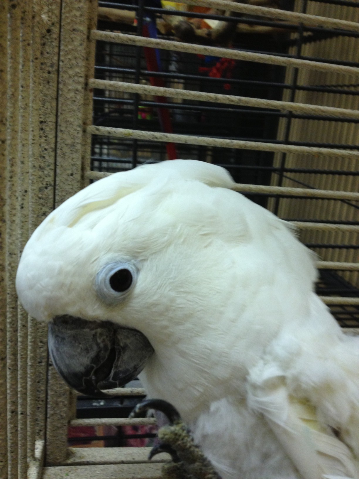 Cockatoos Parrot Outreach Society 