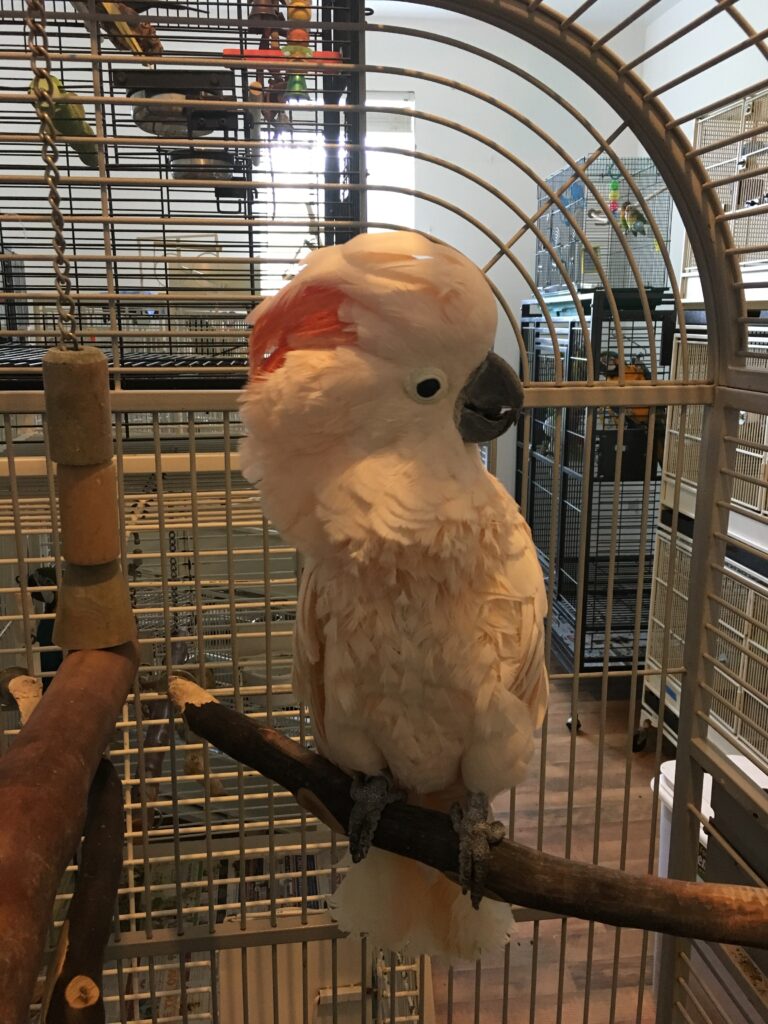 Cockatoos Parrot Outreach Society 