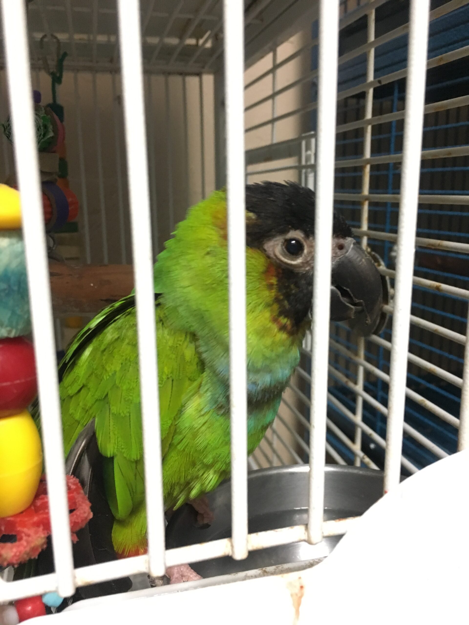 Conures - Parrot Outreach Society