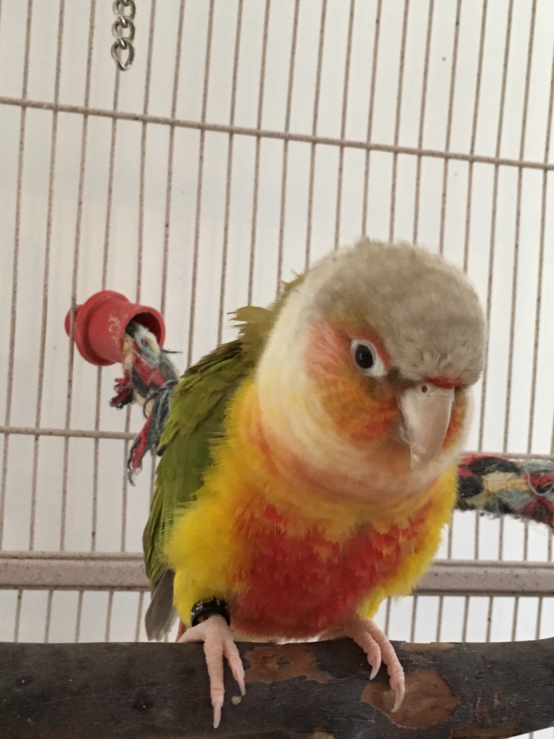 Conures - Parrot Outreach Society