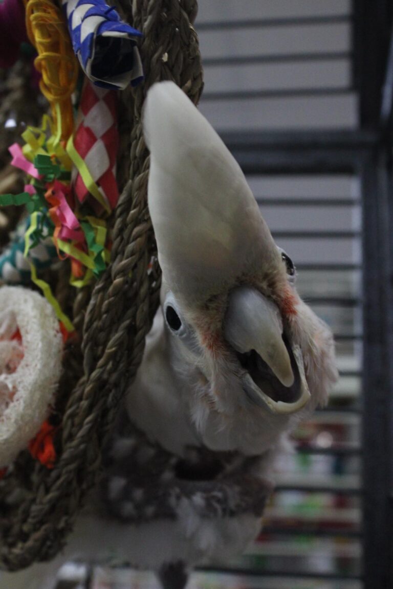 Chewy- The Goffin Cockatoo - Parrot Outreach Society