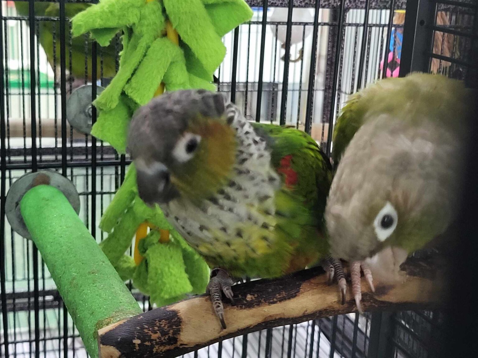 Siren And Roo-Roo] The Green Cheek Conures - Parrot Outreach Society