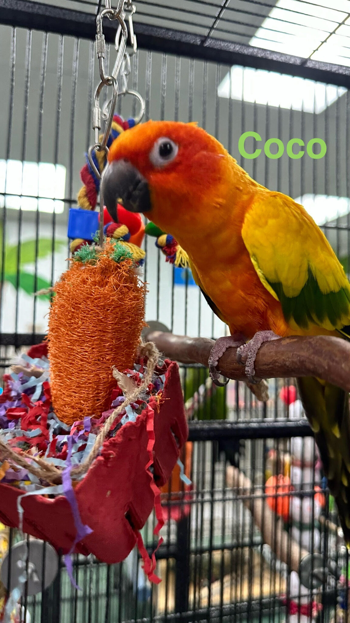 Coco] Conure - Parrot Outreach Society