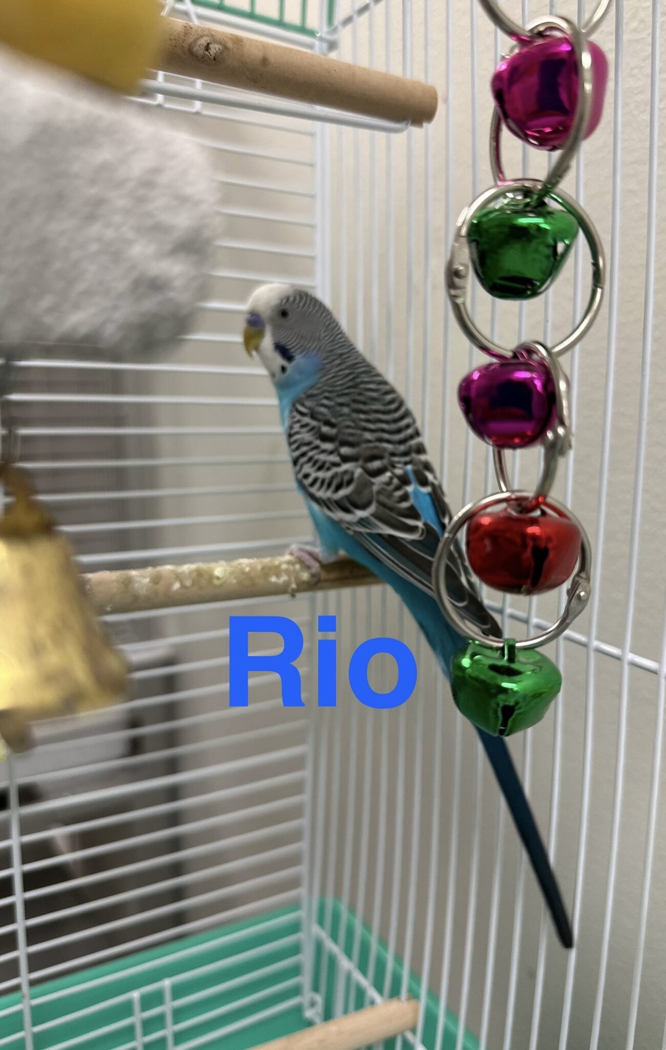 Rio] Blue Parakeet - Parrot Outreach Society